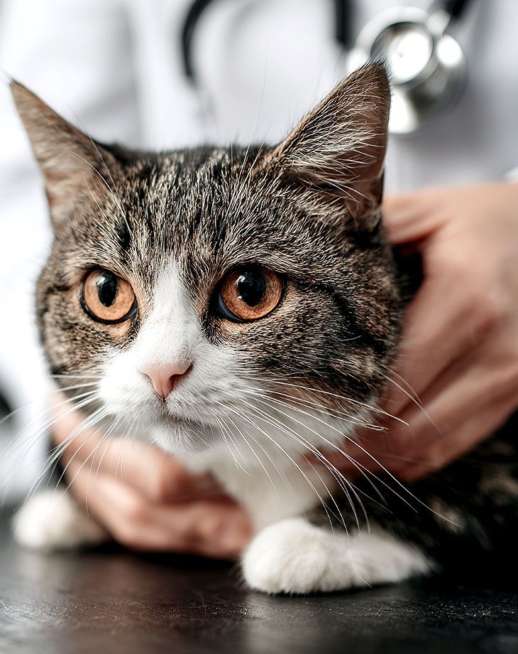 cat undergoing medical examination at veterinary clinic