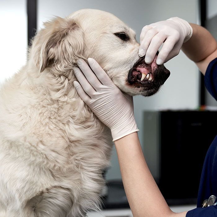 veterinary examining dogs dental health