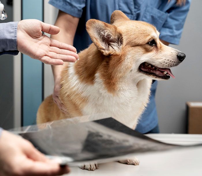 doctor veterinarian examining x-ray dog