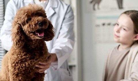 Welcome to Your Friends at Cumming Animal Hospital