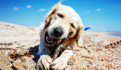 Lost Pet Prevention Month: How to Keep Your Dog or Cat Safe During Fireworks, Storms, and Summer Travel