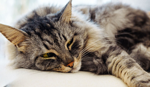 Is Your Pet Slowing Down or Sleeping More Than Usual—and Could It Be More Than Age?