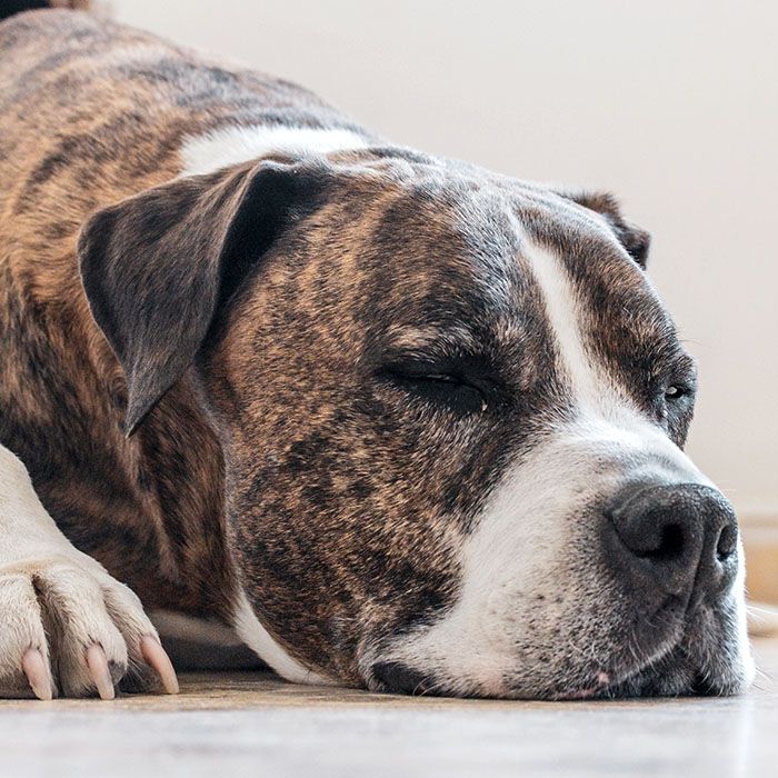 boxer dog sleeps at floor