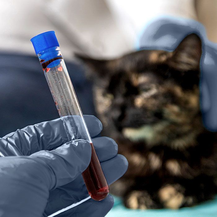 cat's blood test