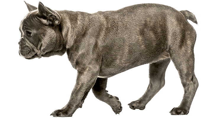 running french bulldog puppy