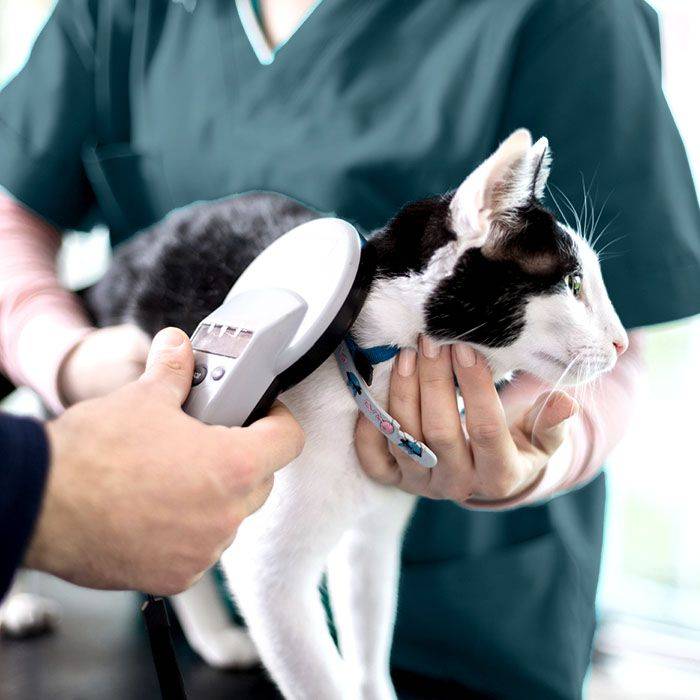 veterinarian using microchip scanner on cat