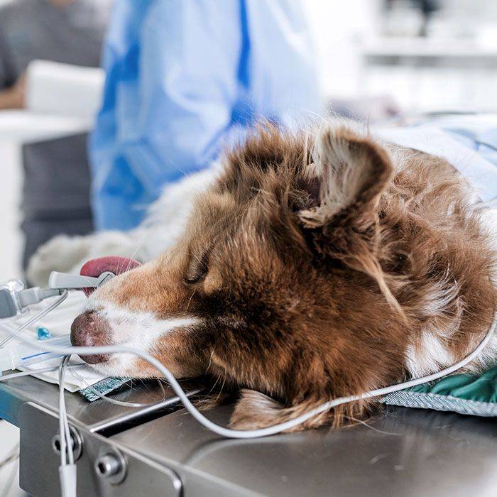 veterinary team conducts surgical procedure to dog