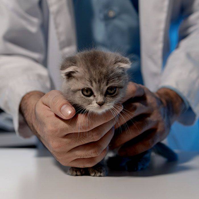 little kitten is examined by veterinarian