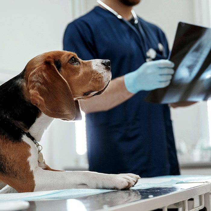 et examining beagle dog xrays