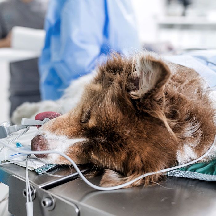 veterinary team conducts surgical procedure to dog