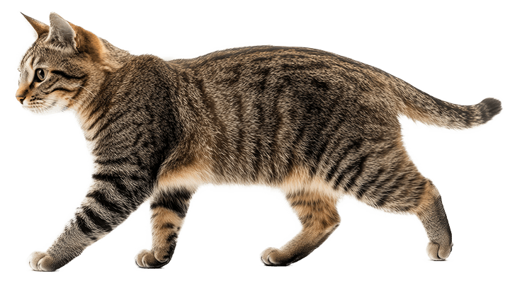 tabby cat walking