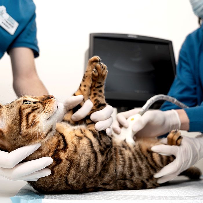 pregnant cat during ultrasound