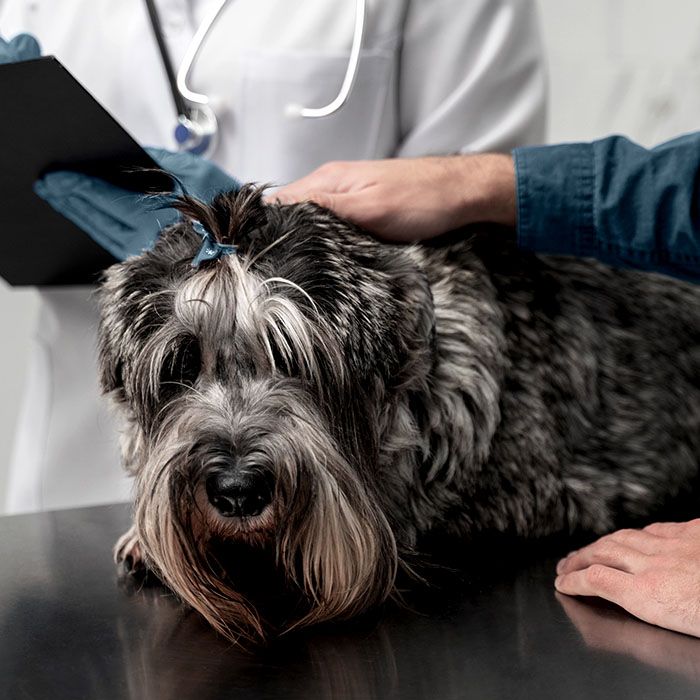 doctor checking up dog
