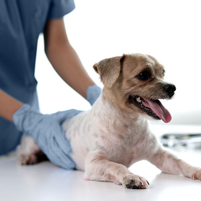 veterinarian with dog at health check