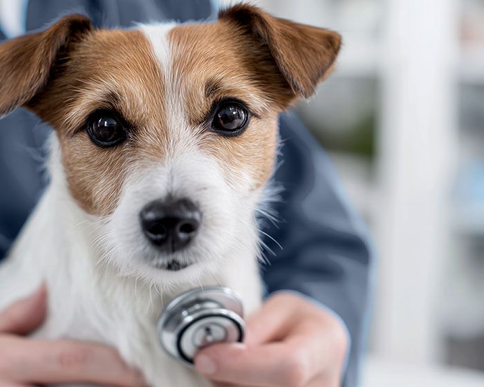 veterinarian examining-jack russell terrier with stethoscope