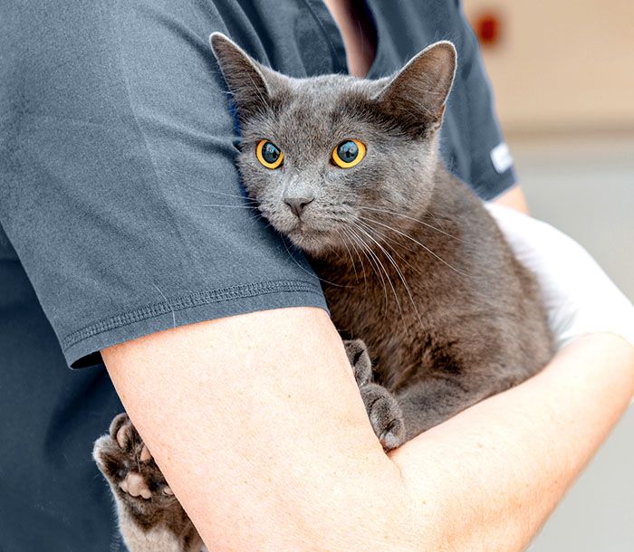 doctor veterinarian is holding cute burmese cat